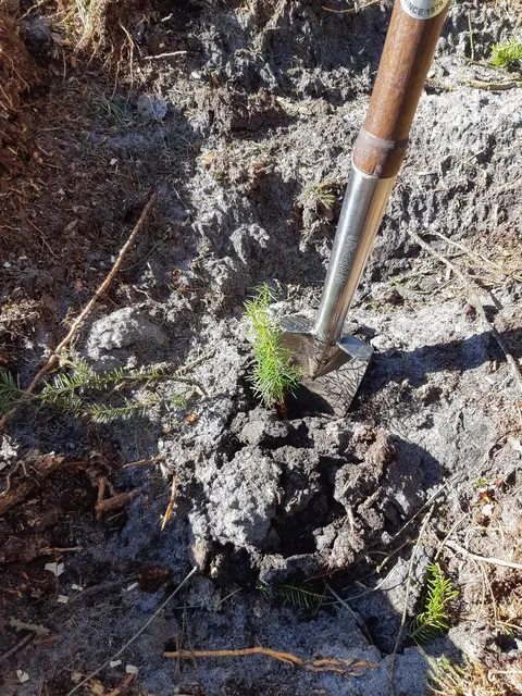 Bushpro plantespade 85,5cm 