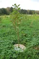 Plantagard Plantevern trefiberplate