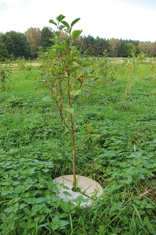Plantagard Plantevern trefiberplate