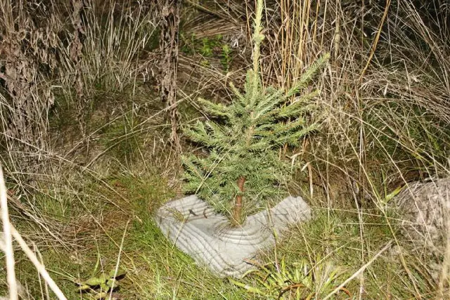 EcoPULP plantevern | Planting | Norlog AS