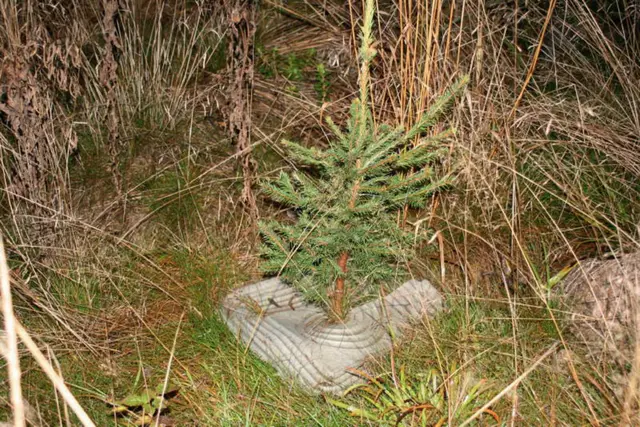 EcoPULP plantevern | Planting | Norlog AS